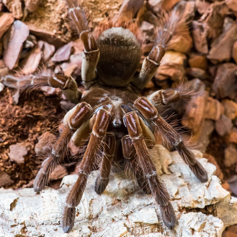 Tarantulas For Sale Buy Instore Evolution Reptiles