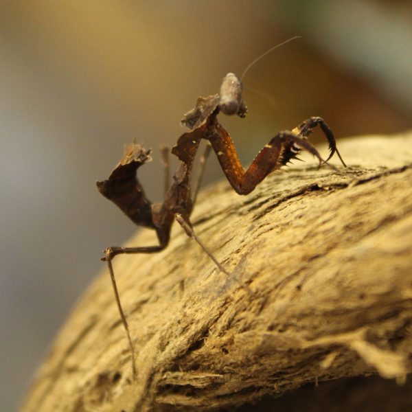 Deroplatys desiccata Dead Leaf Mantis for sale