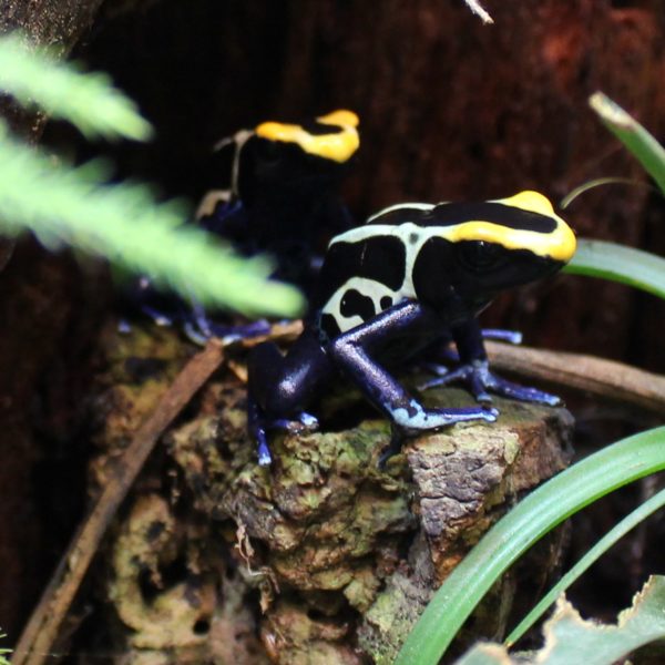 Dyeing-Poison-Dart-Frogs-1-1