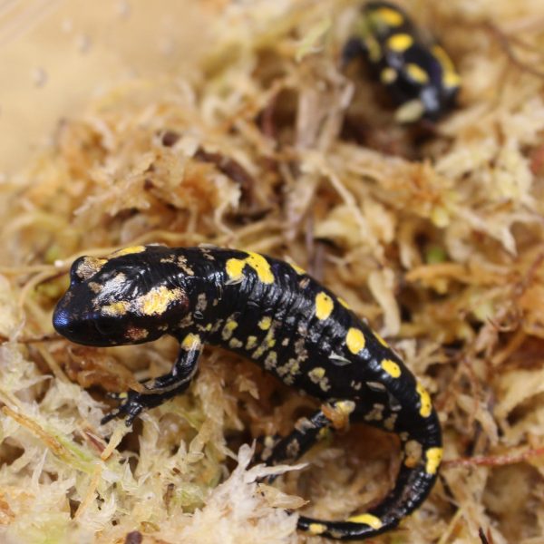 Fire-Salamander-2-e1476021130468-1