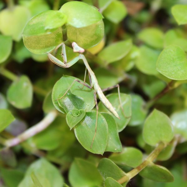 Giant Asian Mantis - Hierodula membranacea