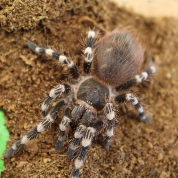 Giant-White-Knee-Tarantula-1-e1455699689237-1