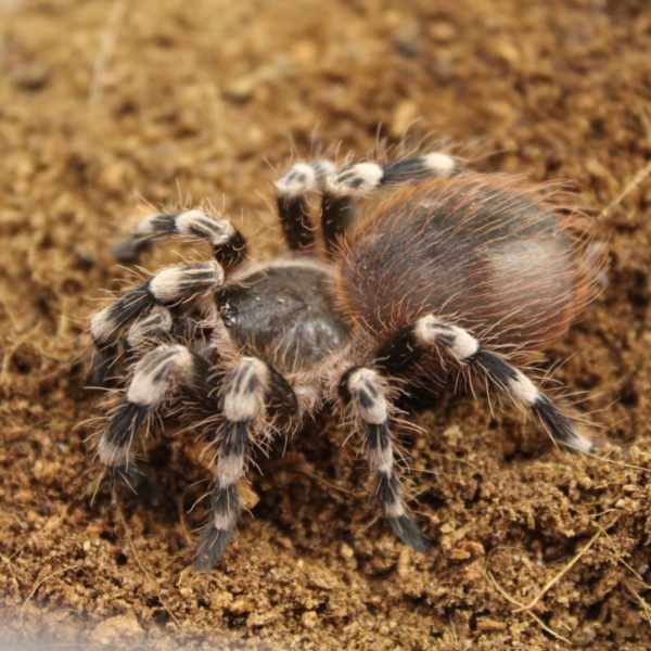 Giant-White-Knee-Tarantula-2-e1455699749566-1