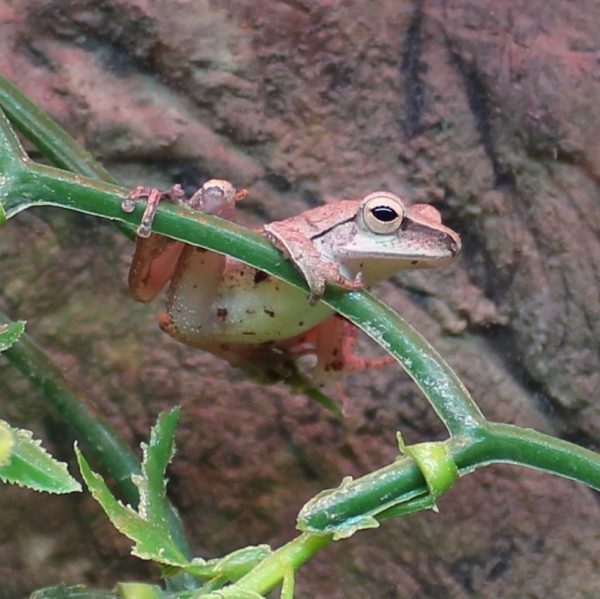 Golden-Tree-Frog-1-1-e1481364882659-1