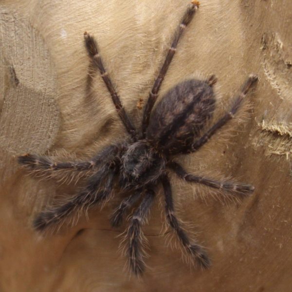 Gooty Ornamental - Poecilotheria metallica
