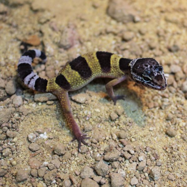 Hatchling-Leopard-Gecko-e1471960176689-1