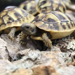 Hermanns Tortoises – Testudo hermanni