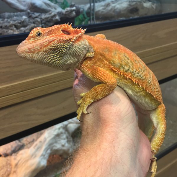 High-Red-Bearded-Dragon-6-e1486810046731