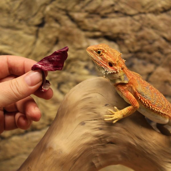 High Red Bearded Dragon - Pogona Vitticeps