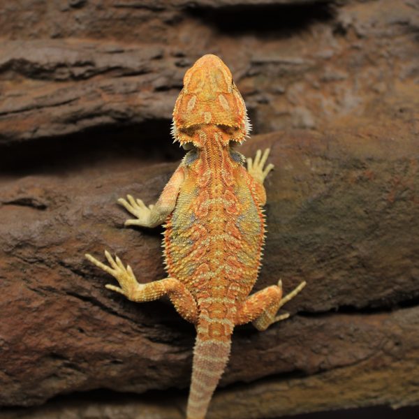 Bearded Dragon, Pogona vitticeps, Native to Australia