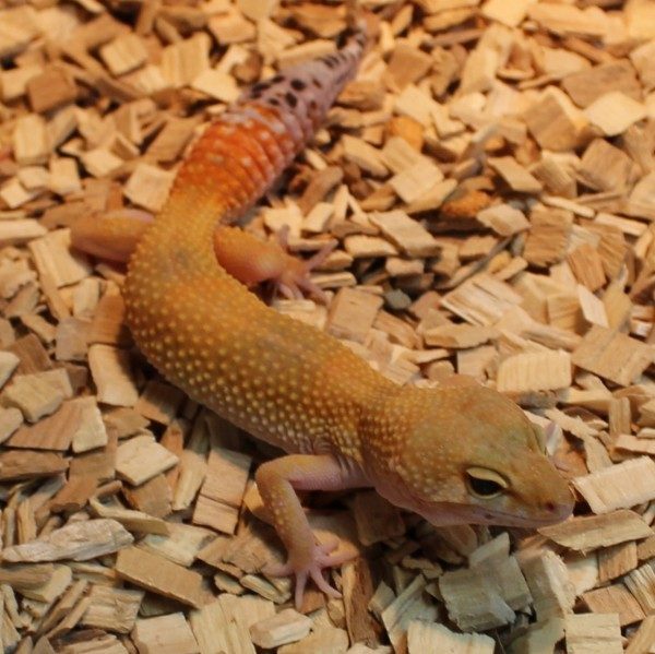 High-Yellow-Leopard-gecko-e1460195321219-1-1
