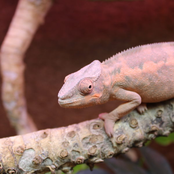 Panther Chameleon - Female - Furcifer pardalis