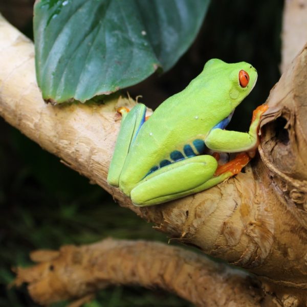 Red Eyed Tree Frogs - Agalychnis callidryas