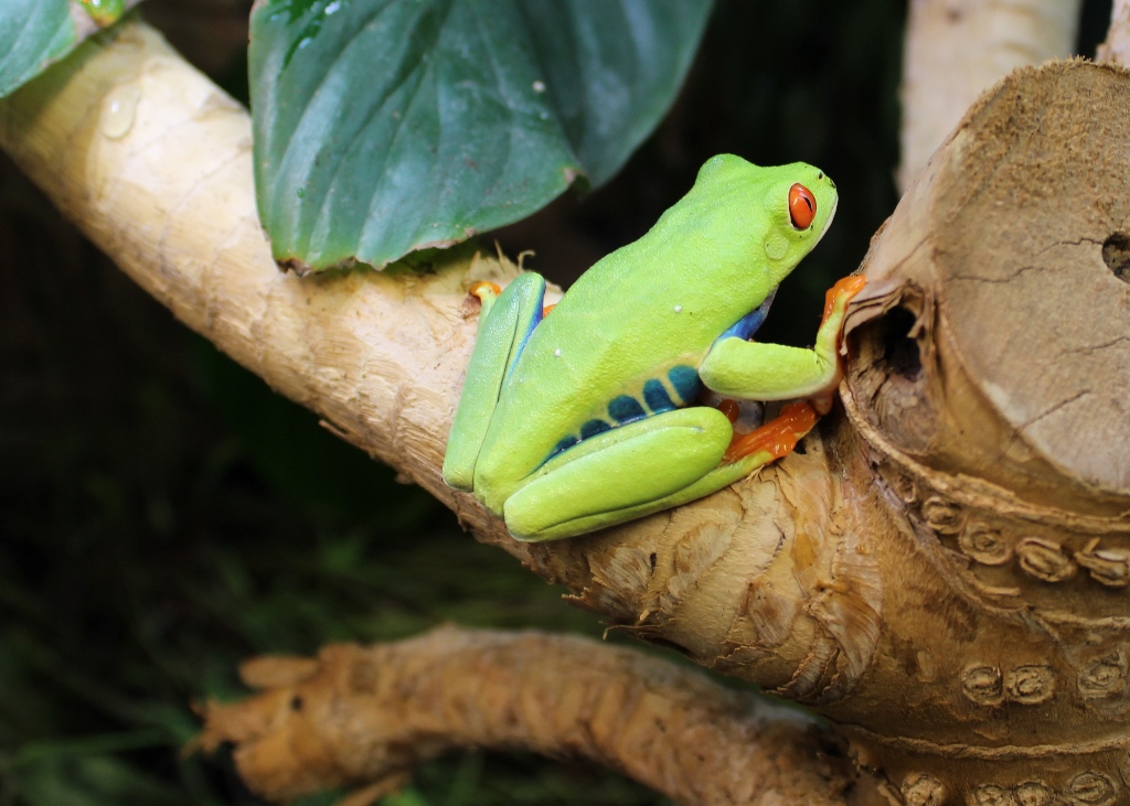 Red Eyed Tree Frog Terrarium Set Up Medium Evolution Reptiles