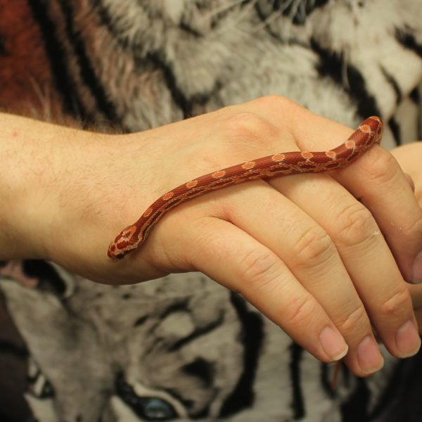 Lava-Corn-Snake-e1478012109452-1