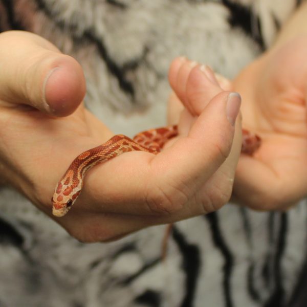 Lava Corn Snake - Pantherophis guttatus guttatus