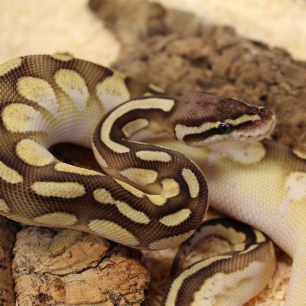 Pastel Lesser Calico Royal Python - Python regius