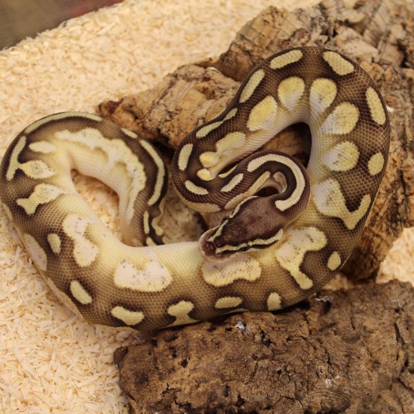 Lesser-Pastel-Calico-Royal-Python-e1487081155766-1