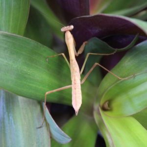 Madagascan Marbled Mantis – Polyspilota Aeruginosa