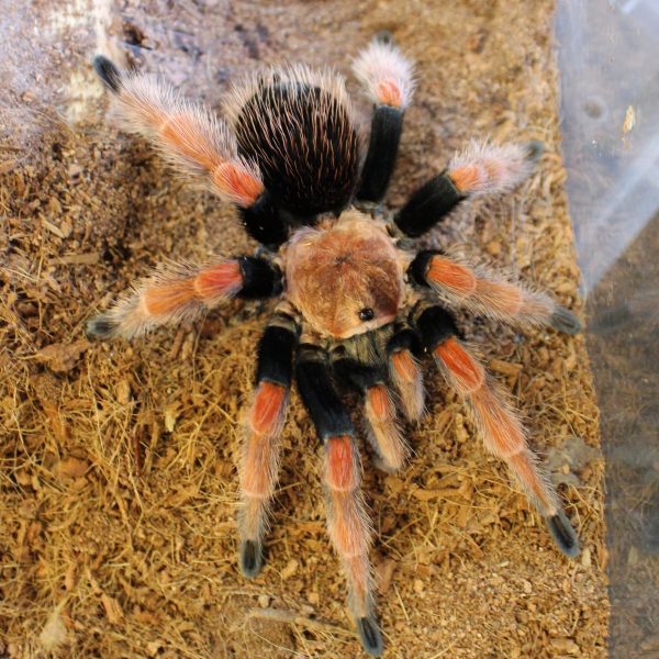 Mexican Fire Leg Tarantula for sale