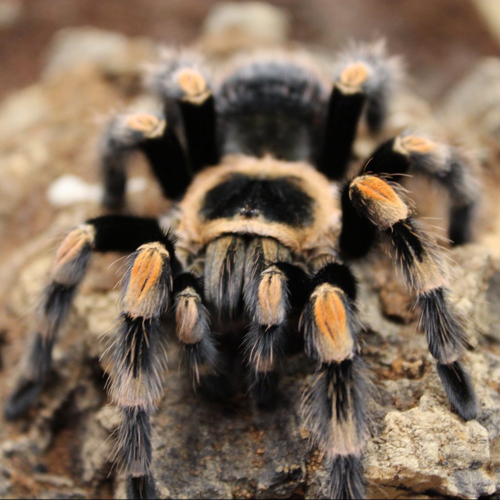 Mexican Red Knee - Adult - Brachypelma Smithi