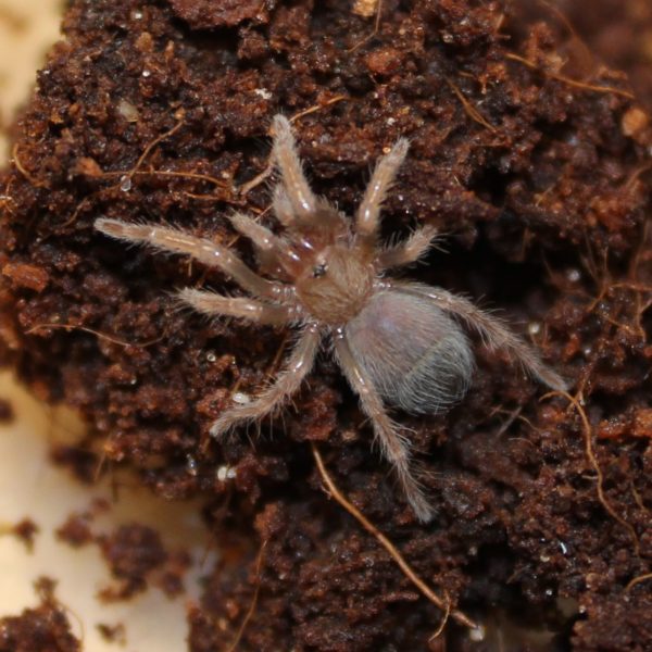 Red Leg - Brachypelma emilia