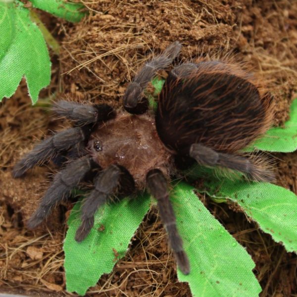 Mexican-Red-Rump-Tarantula-Brachypelma-vagans-juv-e1455700399621-1