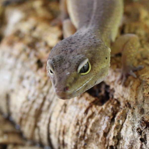 Dark Patternless Leopard Gecko - Eublepharis macularius