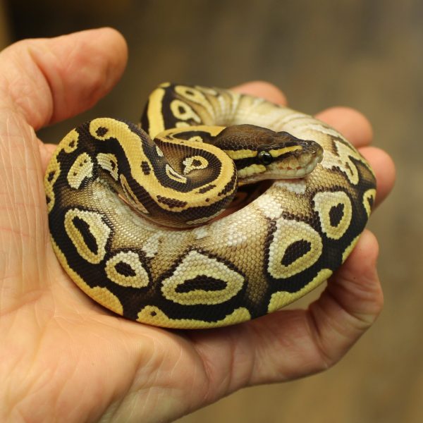 Mojave-Royal-Python-e1487080554894-1