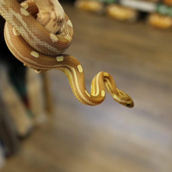 Caramel Motley Corn Snake for sale