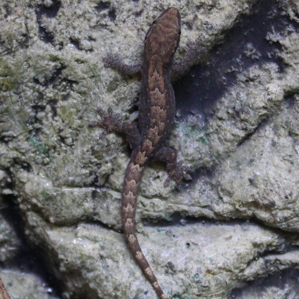 Mourning-Gecko-1-e1504871878255