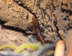 Mourning-Gecko-4-1
