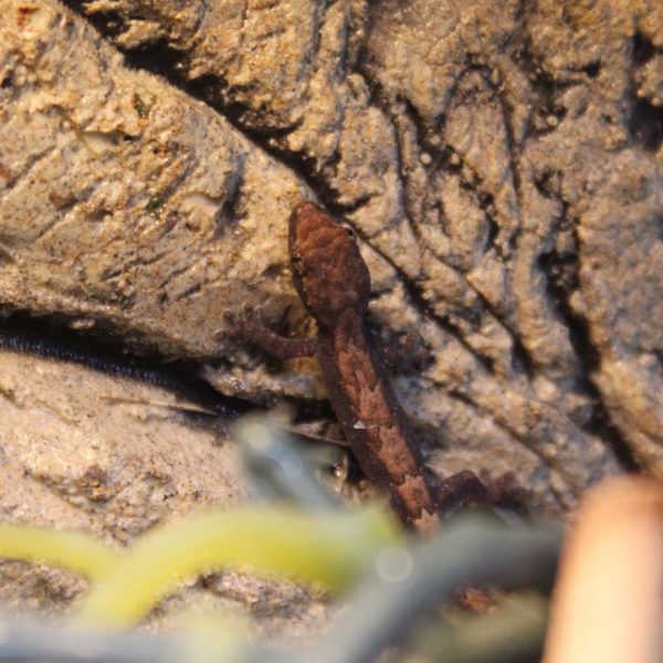 Mourning Geckos - Lepidodactylus lugubris