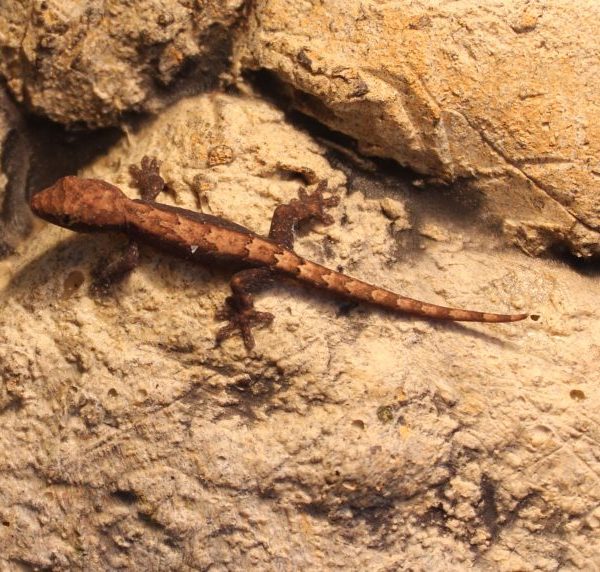 Mourning Geckos - Lepidodactylus lugubris