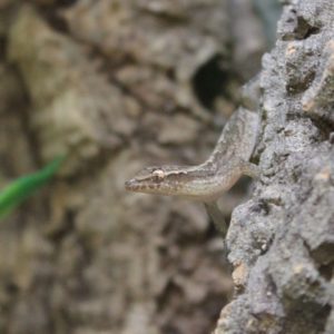 Mourning-Gecko-e1504871797525-1
