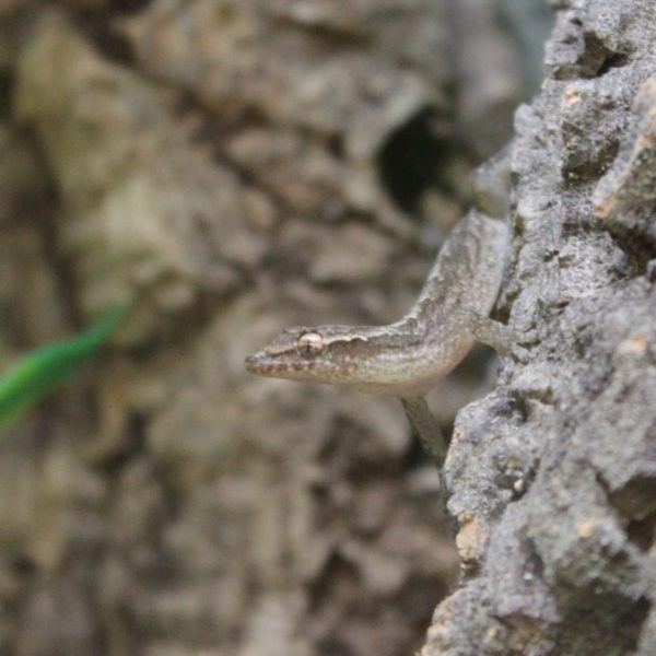 Mourning Geckos - Lepidodactylus lugubris