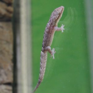 Mourning-Gecko-e1504871854630-1