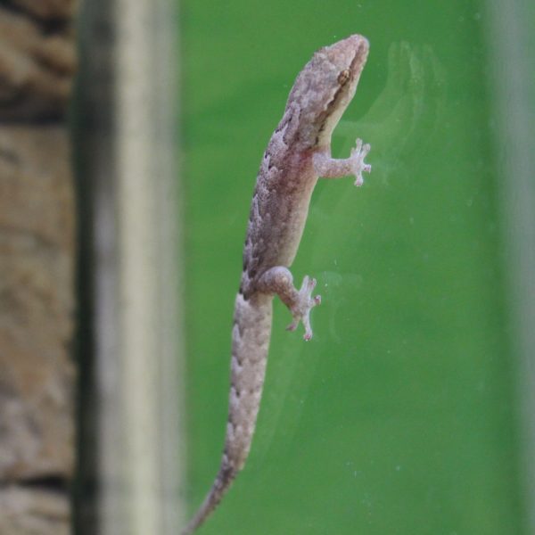 Mourning-Gecko-e1504871854630