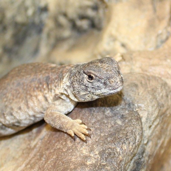 North-African-Uromastyx-5-e1457873061843-1