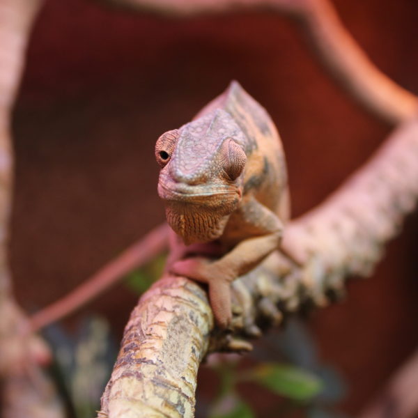 Panther Chameleon - Female - Furcifer pardalis