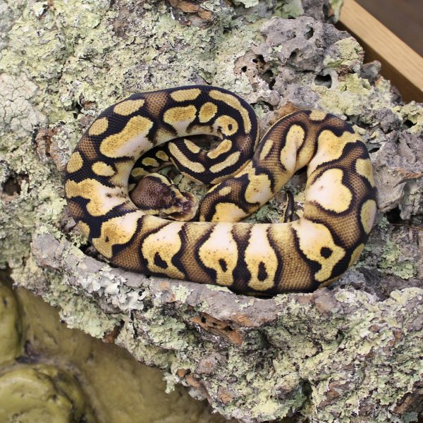 Pastel-Calico-Royal-Python-e1487080845357-1