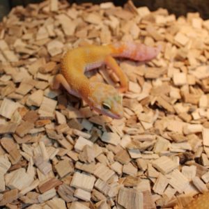 Leopard Gecko on white