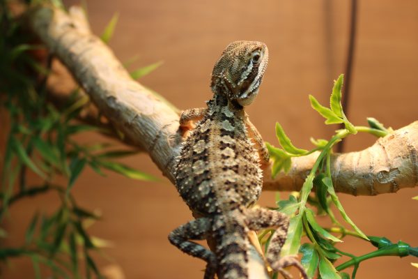 Shop Bearded Dragons —