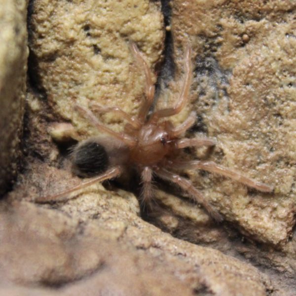 Mexican Red Knee  Spiderling - Brachypelma Smithi