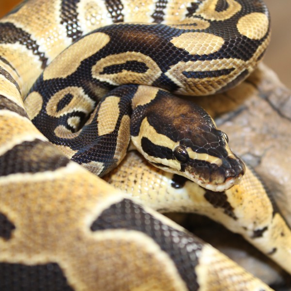 Ball Python for sale - python regius
