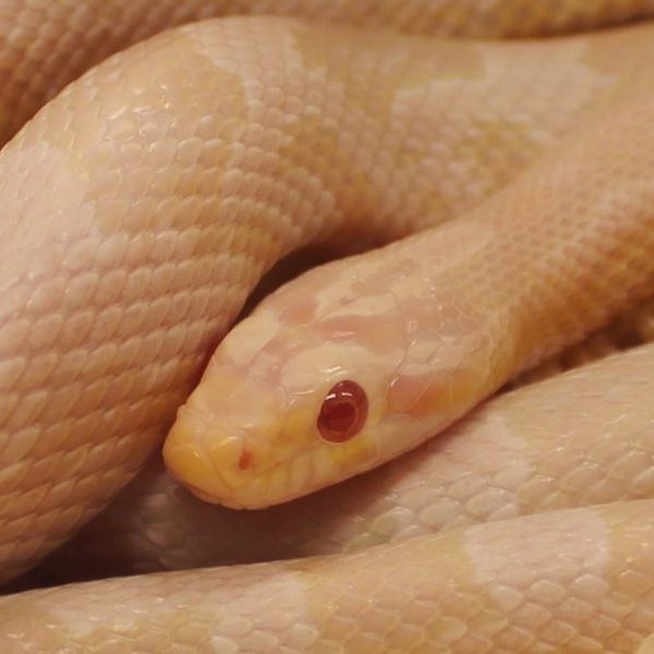 Snow Corn Snake - Pantherophis guttatus guttatus