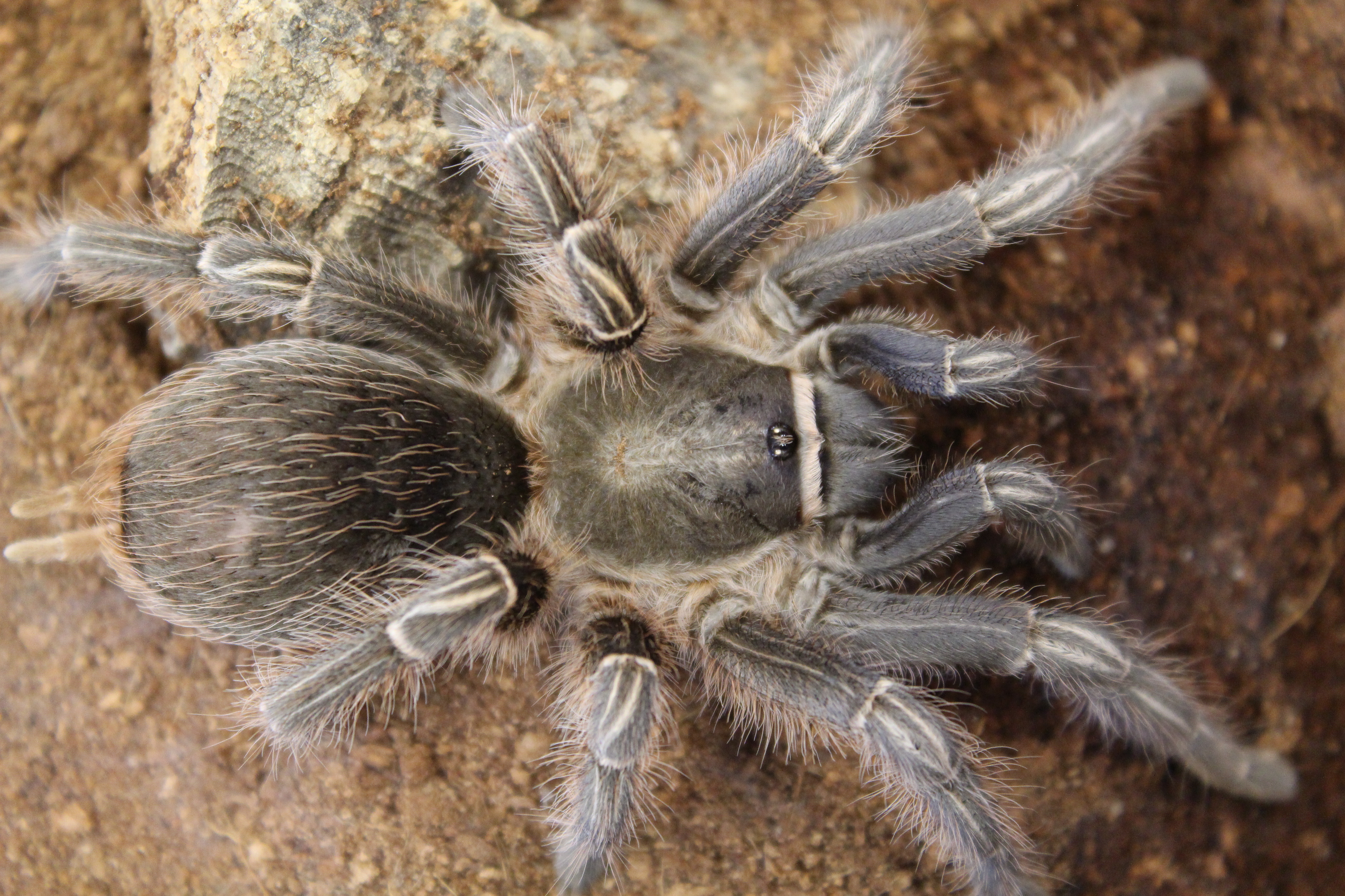 Stripe Knee - Aphonopelma seemani