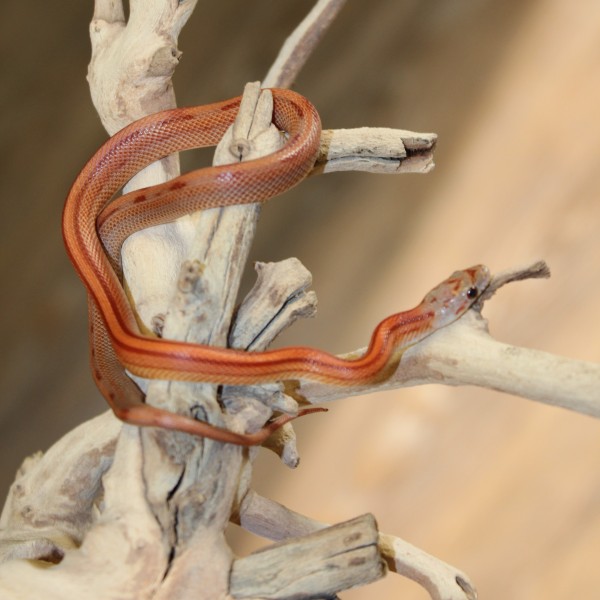 Striped-Corn-Snake-2-e1457862869869-1