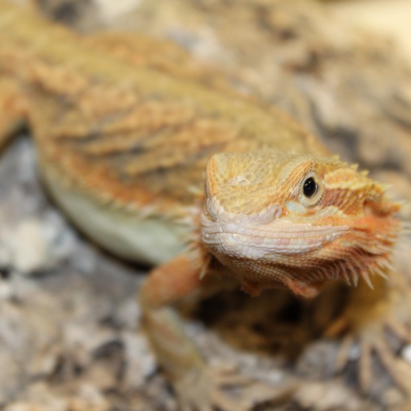 Translucent-Citrus-Red-Bearded-Dragon-2-e1460209492343-1-1