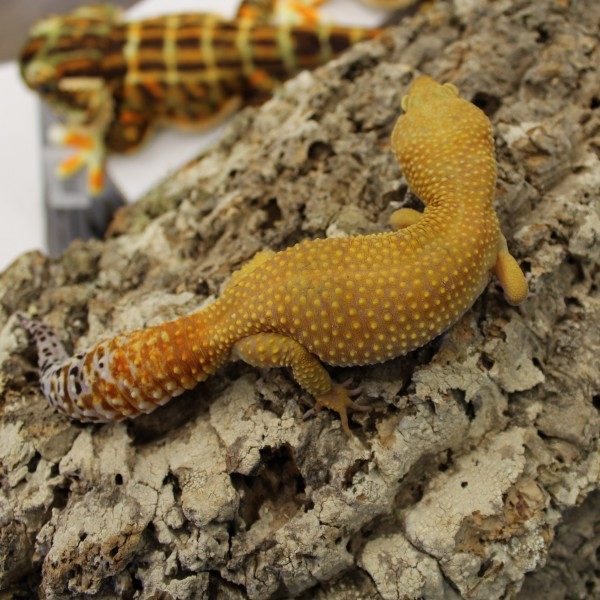 Meet the Animals – A Hands-On Encounter!